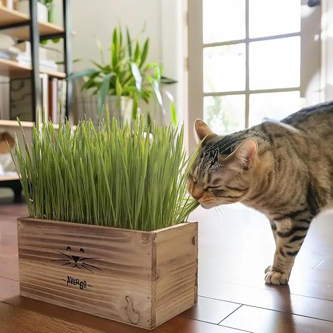 Cat Grass Kit for Indoor Cats – x4 Seed Packets | Cat Grass Seeds with Wooden Planter, Soil & Mini Gardening Tools for Nipping – Pet-Safe Wheatgrass Grass by GreenHaven Gardens