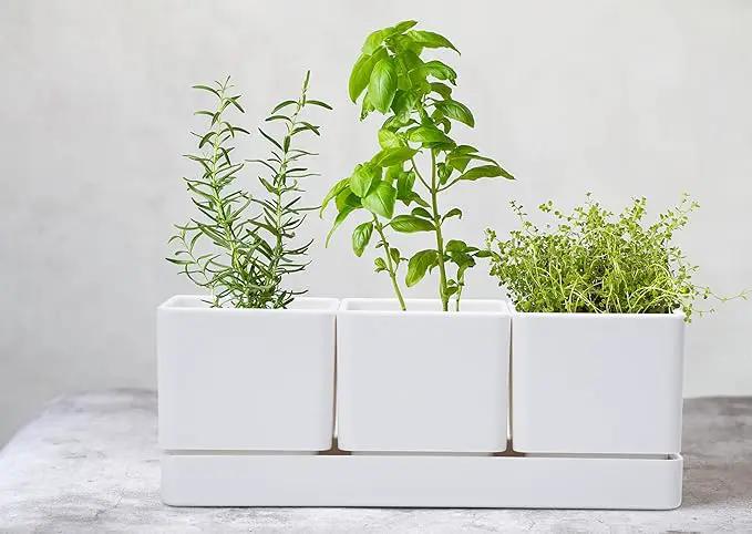 D'vine Dev Herb Garden Planter Set, Plastic Plant Pots with Drainage and Saucer, Indoor Succulent Cactus Vegetable Pot for Windowsill, Garden Balcony, White, Set of 1, 76-V-A-1 by GreenHaven Gardens