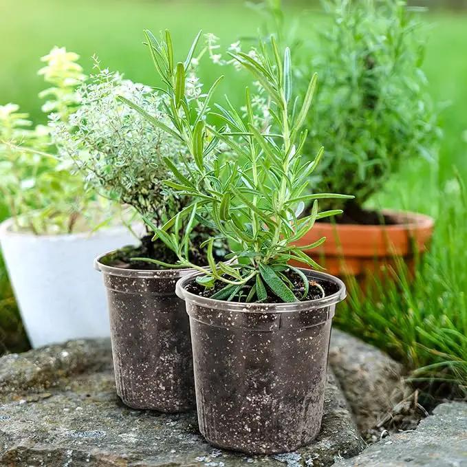 1 Gallon Reinforced Clear Nursery Pots with Drainage Hole, 30 Packs, 6.7 Inch Transparent Pots for Seedlings, Indoor/Outdoor Plants, Veggies, Flowers, and Professional Nursery Use by GreenHaven Gardens