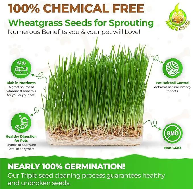 Todd’s Seeds – Cat Grass for Indoor Cats, 1lb Wheatgrass – Premium, Non-GMO, Pet-Safe & Easy to Grow – No Fillers, 100% Chemical-Free by GreenHaven Gardens