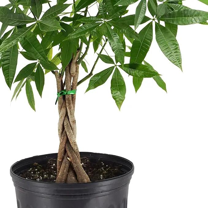 Money Tree Live Indoor Plant in 10 in. Plastic Grower Pot, Black *Sold by Amazon and Arcadia Garden Products* by GreenHaven Gardens