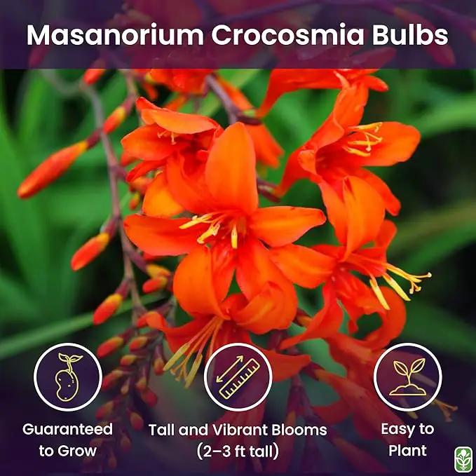 Masoniorum Crocosmia Bulbs for Planting - 5 Large Bulbs - 30-48" Flower - Perennial Bulbs for Planting Outdoors by GreenHaven Gardens