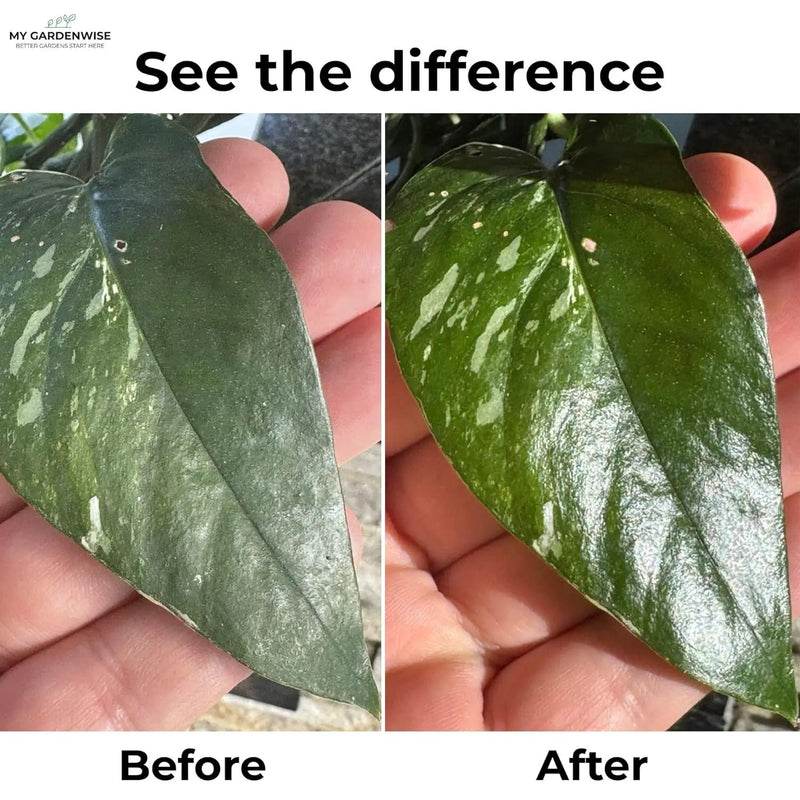 Leaf Shine Spray for Indoor Plants – Plant Leaf Cleaner & Shine for Real House Plants – Fragrance-Free, Non-Sticky, Streak-Free Finish, 8 fl oz by GreenHaven Gardens