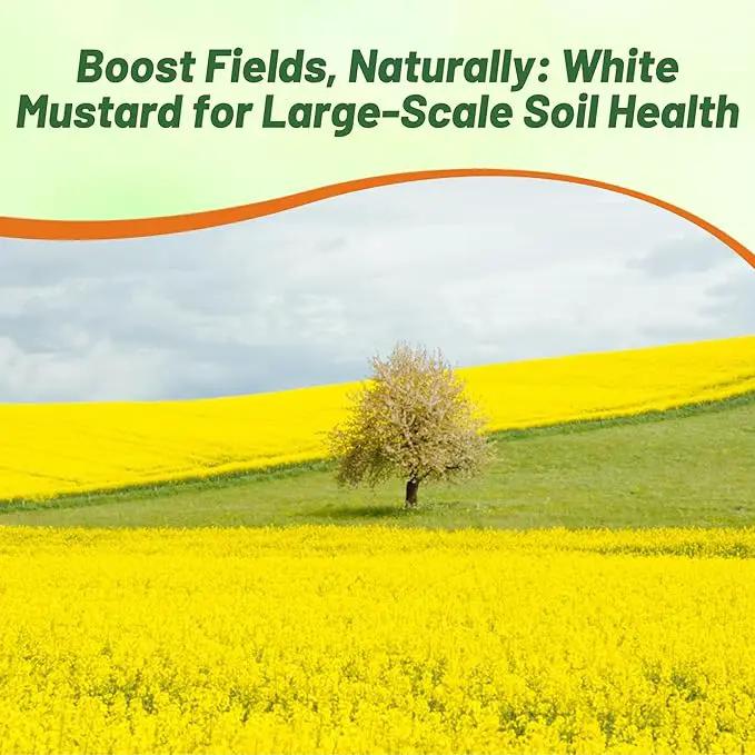 Outsidepride White Mustard Seeds for Planting - 10 lb Annual Cover Crop Seeds w/Deep Root System, High Protein Forage, Ideal for Soil Fertility, Crop Rotations, & Livestock Nutrition by GreenHaven Gardens