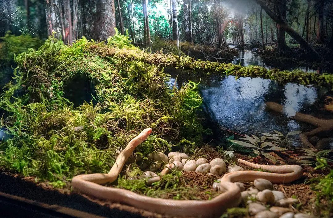 Galápagos (05348) Mossy Cave Hide, 6", Green Sphagnum by GreenHaven Gardens