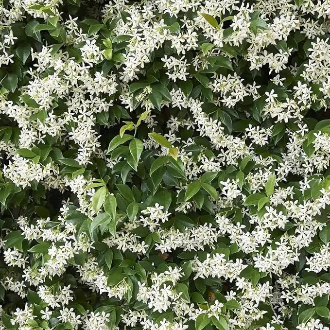 Star Jasmine/Confederate Jasmine - Trachelospermum Jasminoides. Live. Fragrant Flowers. (2 Plants in Cup) by GreenHaven Gardens