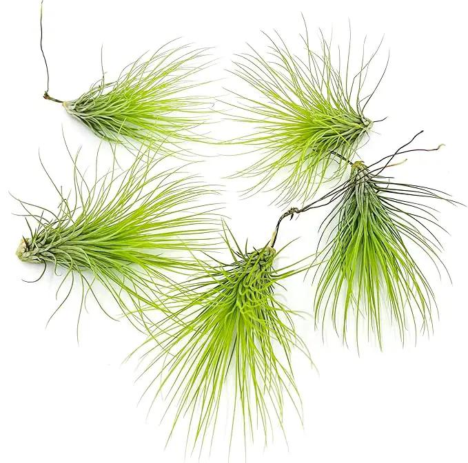 Air Plants - Tillandsia Andreana, Large 4-6" - 5ct - Live Arrival Gauranteed - House Plants for Home Decor & Gift by GreenHaven Gardens