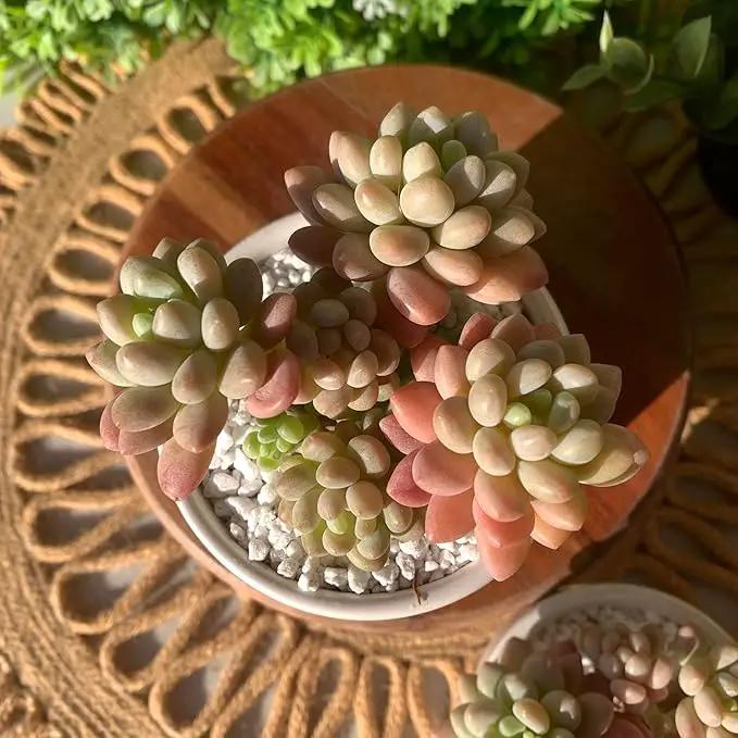 Sedum Caviar Rare Live Succulent Plants, Pink Cluster 3 Live Plant, Package Without Pot Soil, Garden Indoor Office Desk, Wedding Party Baby Shower Decoration, Friend Plant Lovers Gifts by GreenHaven Gardens