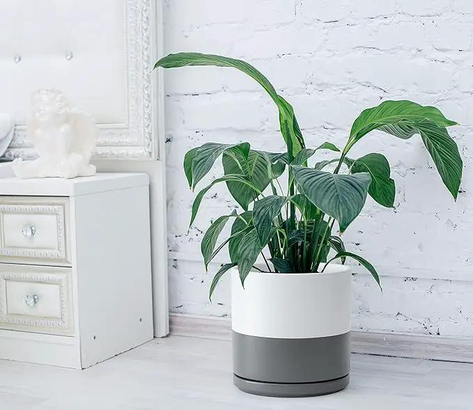 D'vine Dev Set of 2 Plants Pots, 10 Inch Ceramic Planter Pot for Plants with Drainage Hole and Saucer, White/Speckled Grey, 94-V-E-6 by GreenHaven Gardens