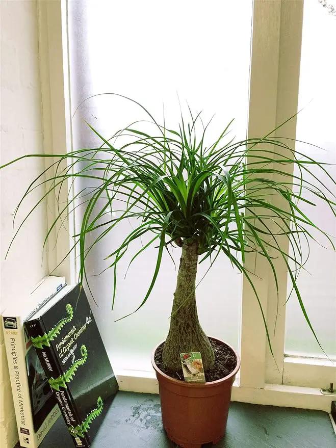 Ponytail Palm - 5 Live Plants in 6 Inch Growers Pots - Beaucarnea Recurvata - Beautiful Clean Air Indoor Succulent Houseplant by GreenHaven Gardens