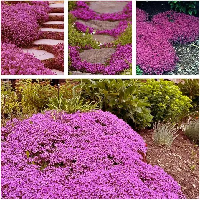 20,000+ Creeping Thyme Seeds Ground Cover, Non-GMO Perennial Flower Seeds, Hardy Thymus Serpyllum, Creeping Phlox Alternative for Landscaping & Garden Paths (Hot Pink) by GreenHaven Gardens