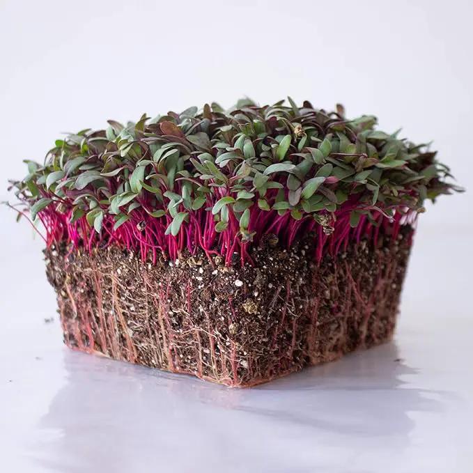 Beet Seeds - Red Round - 5 Lb ~120,000 Seeds - Beta vulgaris - Microgreens Seed - Non-GMO, Heirloom, Open Pollinated, Annual by GreenHaven Gardens