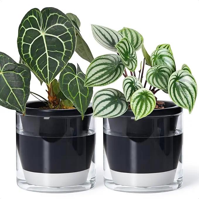 D'vine Dev 6 Inch Design Self Watering Planter for Indoor Plants, Black Terracotta Pot with Cylinder Glass Cup, Set of 2, 37-Y-B-3 by GreenHaven Gardens