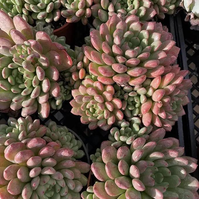 Live Succulents Sedeveria Pink Ruby (4-inch), Succulent Plants Fully Rooted in Pots with Soil, Easy-Care House Plant for DIY, Home Office Decor, Wedding Party Favor by GreenHaven Gardens