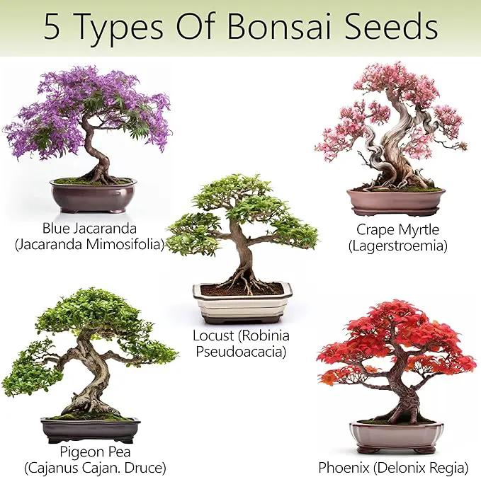 Bonsai Tree Kit for Beginners – 5X Unique Japanese Bonzai Trees | Complete Indoor Starter Kit for Growing Bonsai Plants with Tools & Planters – Gardening Gifts for Women & Men by GreenHaven Gardens