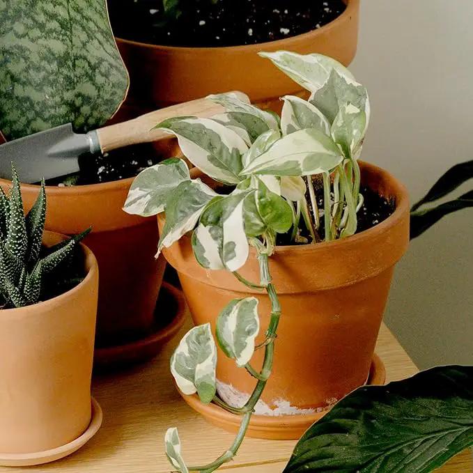 Live Pothos Plants (4PK) Indoor Plants Live Houseplants, Pothos Live Plant House Plants, Money Plant Indoor Pothos Plant Decor, Devils Ivy Trailing Plants Live by Plants for Pets,Black by GreenHaven Gardens