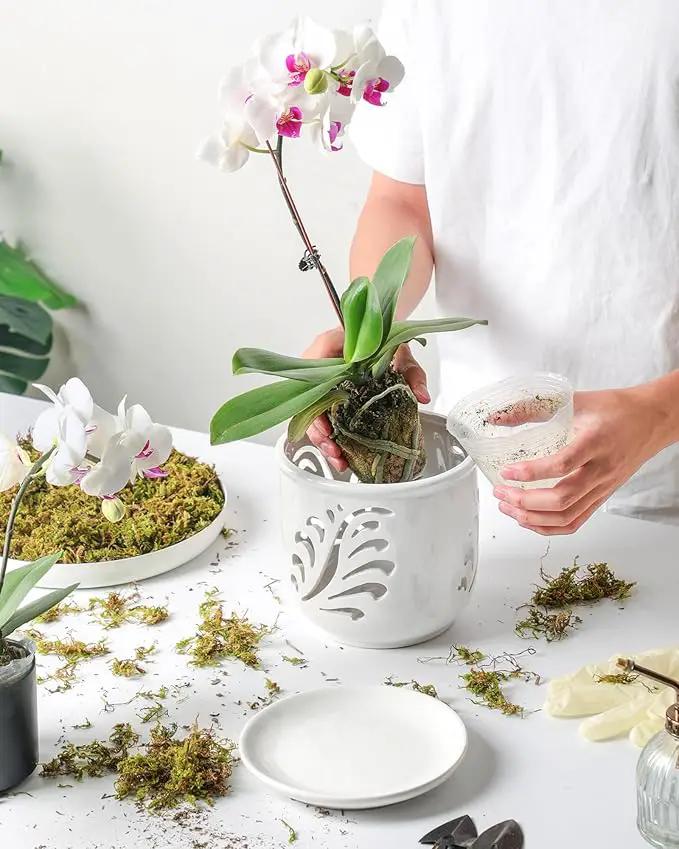 Ceramic Orchid Pot, 6 Inch Orchid Pots with Holes and Saucer for Indoor/Outdoor Plants Drainage & Air Circulation, White Orchid Planter for Repotting or New Plants by GreenHaven Gardens