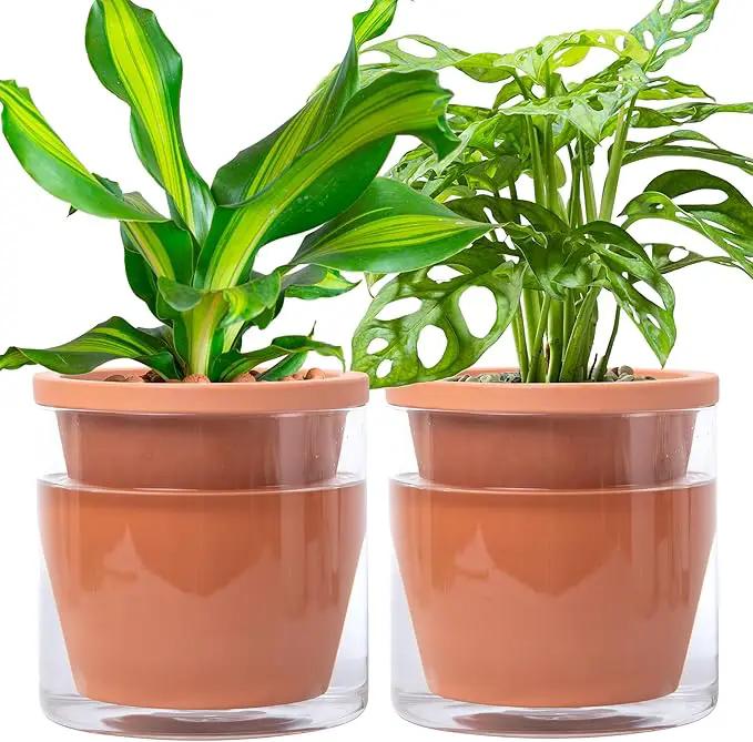 D'vine Dev 6 Inch Design Self Watering Pot for Indoor Plants, Terracotta Planter with Cylinder Glass Cup, Set of 2, 37-X-B-2 by GreenHaven Gardens