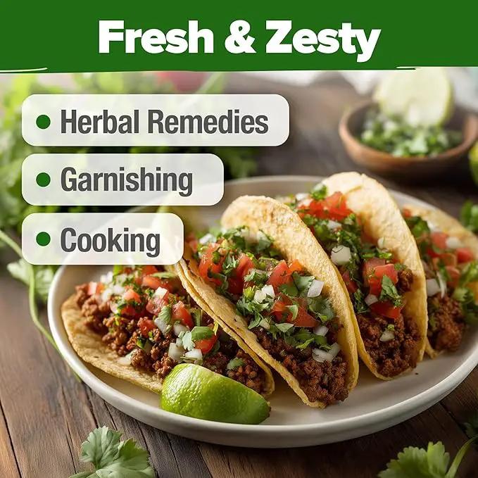HOME GROWN 𝗨𝗦𝗔 𝗣𝗥𝗘𝗠𝗜𝗨𝗠 500+ Cilantro Seeds for Planting Indoors or Outdoors - Heirloom 𝗡𝗢𝗡-𝗚𝗠𝗢 Coriander Seeds, Grow Your Own Cilantro Plant - Culinary Herb Seeds for Your Herb Garden by GreenHaven Gardens
