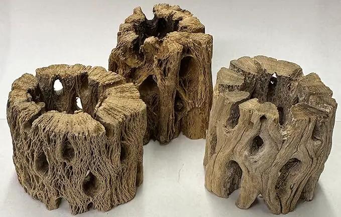 3 Natural Cholla Wood Air Plant Display Holders Individually Unique Round Decorative Stands (3 Pack Cholla Rounds) by GreenHaven Gardens