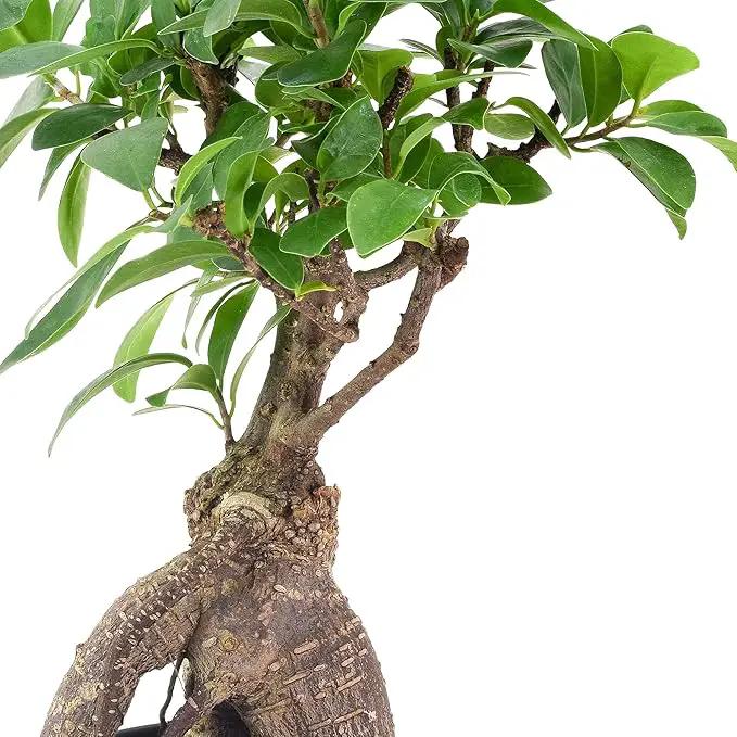 Arcadia Garden Products LV61 Ginseng Ficus Live Indoor Bonsai Plant in 4 in. Plastic Grower Pot, Green, **Sold by Amazon and Arcadia Garden Products** by GreenHaven Gardens
