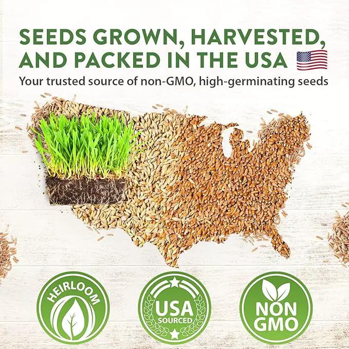 HOME GROWN 30,000+Cat Grass Seeds (6oz) 𝗡𝗢𝗡-𝗚𝗠𝗢 𝗨𝗦𝗔 Heirloom Barley & Oat Mix – Refill for Indoor Cat Grass Growing Kit – Safe Healthy Green Grass for Cats – Pet Grass for Eating & Digestion by GreenHaven Gardens