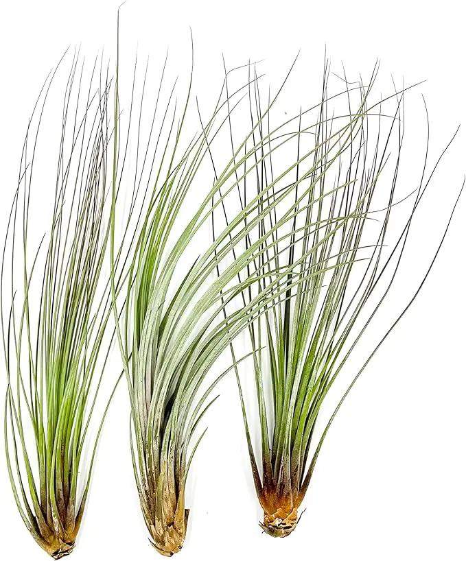 Air Plants - Tillandsia Juncea, Jumbo 8-12" - 3ct - Live Arrival Guaranteed - House Plants for Home Decor & Gift by GreenHaven Gardens