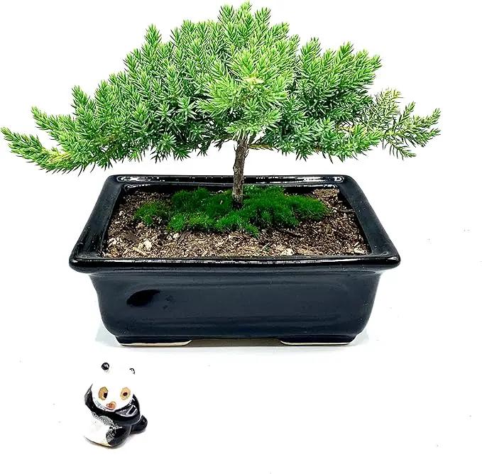 Live Dwarf Juniper Bonsai Tree 4-5years Old with Cute Ceramic Panda | Juniper or Jade Bonsai Tree | Indoor/Outdoor | 100% Handcrafted| Home and Office Décor | Best Gift for Holiday by GreenHaven Gardens