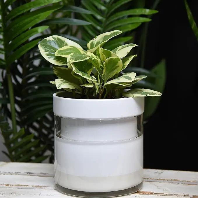 Phoenix Vine 6 Inch Self Watering Planter, White Terracotta Clay Pot with Glass Reservoir for Indoor Plants, Herbs, Flowers, Set of 2, 52-B-F-2 by GreenHaven Gardens