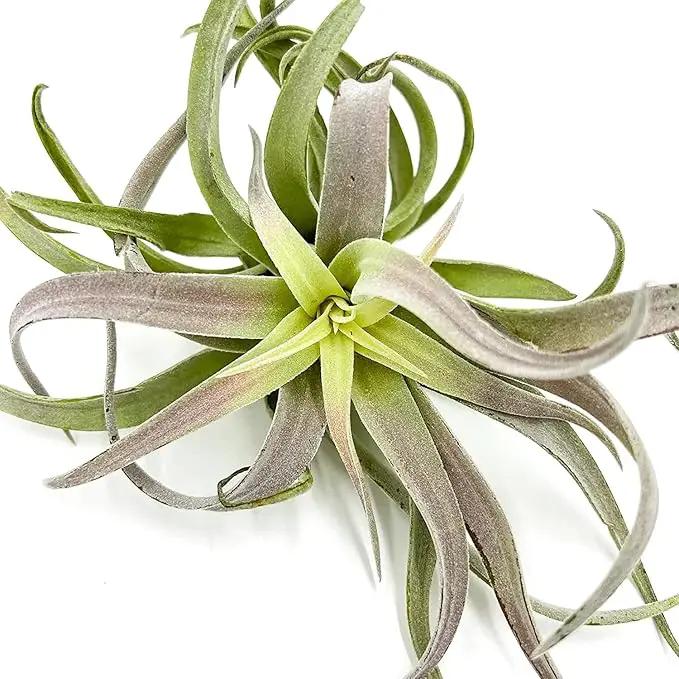 Air Plants - Tillandsia Cacticola, Jumbo 6-9" - 5ct - Live Arrival Guaranteed - House Plants for Home Decor & Gift by GreenHaven Gardens