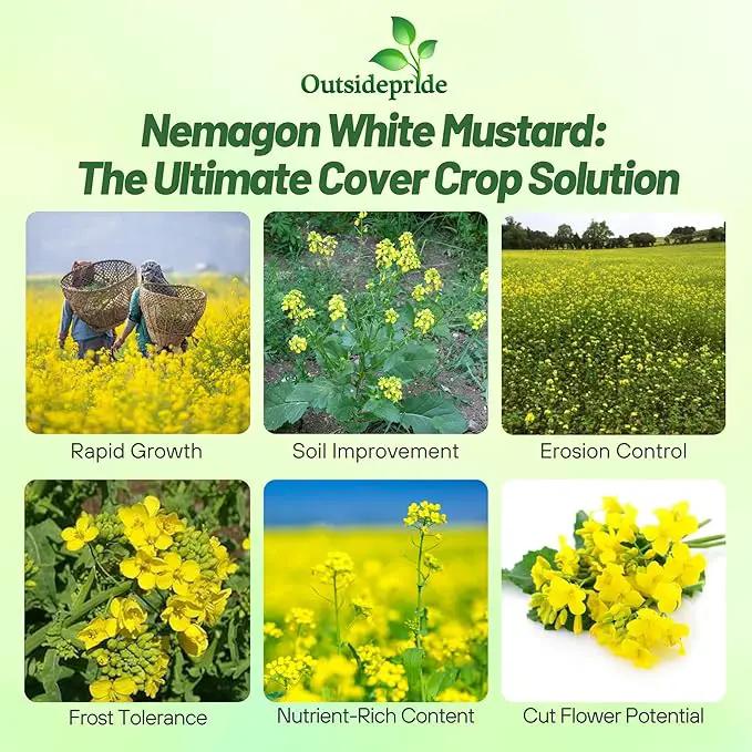 Outsidepride White Mustard Seeds for Planting - 10 lb Annual Cover Crop Seeds w/Deep Root System, High Protein Forage, Ideal for Soil Fertility, Crop Rotations, & Livestock Nutrition by GreenHaven Gardens