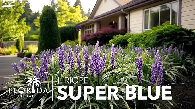 Liriope Super Blue | 20 Live Plants | Liriope muscari 'Super Blue' | Ornamental Ground Cover Plants | Shade-Tolerant Landscaping Perennial by GreenHaven Gardens
