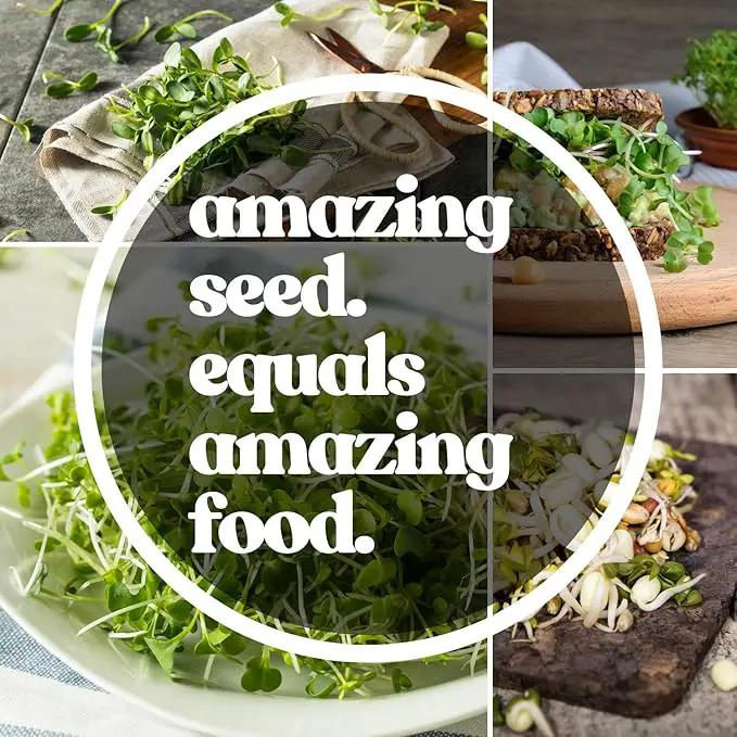 Beet Seeds - Red Round - 5 Lb ~120,000 Seeds - Beta vulgaris - Microgreens Seed - Non-GMO, Heirloom, Open Pollinated, Annual by GreenHaven Gardens