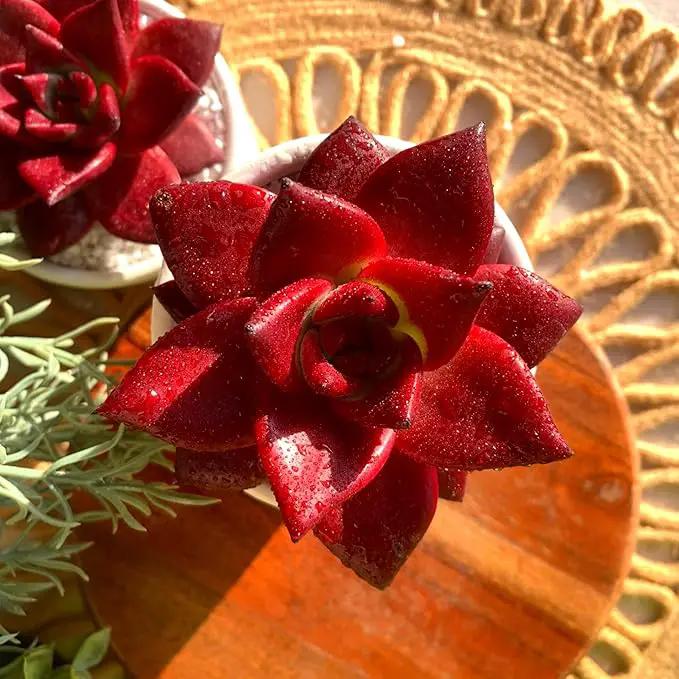 FWPP Live Succulents Plants Echeveria Agavoides v Romeo Rubin 3 inches,Rare red Succulents Bare Root Without Pot Soil, Live Plants Indoor Office Decoration Wedding and Gift by GreenHaven Gardens