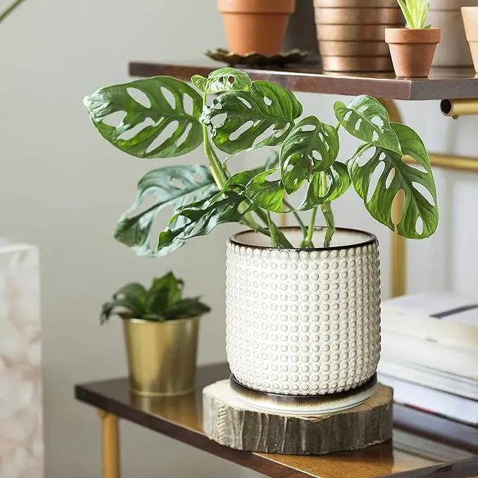 D'vine Dev Set of 2 Ceramic Plants Pots, 6 Inch Beaded Stoneware Flower Pot for Plants with Drainage Hole and Saucer, Smoked White, 27-E-X-1 by GreenHaven Gardens
