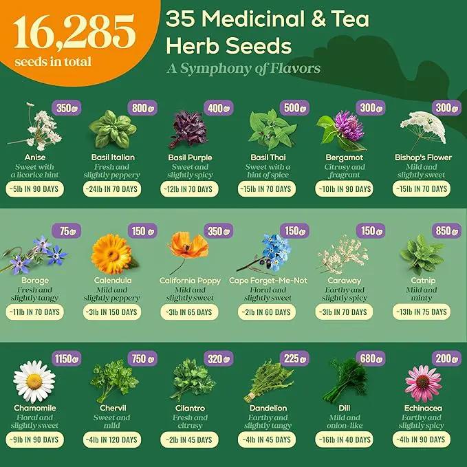 35 Medicinal & Tea Herb Seeds Variety Pack - 16,285+ Non-GMO Heirloom Herbs Seeds for Planting Indoor & Outdoor: Lavender, Rosemary, Echinacea, Mint, Catnip, Basil - Gardening Seed Packets by GreenHaven Gardens