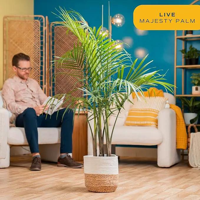 Costa Farms Majesty Palm Live Plant, Indoor and Outdoor Palm Tree, Potted in Plant Pot and Soil, Tropical Floor Houseplant, Housewarming, Patio, Balcony, Office, Home, and Room Decor, 3-4 Feet Tall by GreenHaven Gardens
