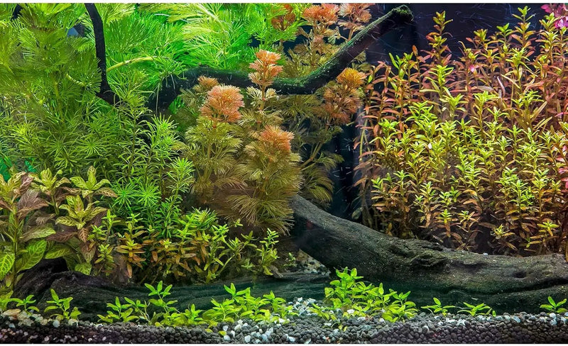 Aquarium Backdrop Underwater Grass Leaves with Pebbles Exquisite Aquarium Background Vivid Green Aquatic Plant Stone River Bed Fish Dead Wood Fresh Leaves Tank Background Decors Vinyl 60x24in by GreenHaven Gardens