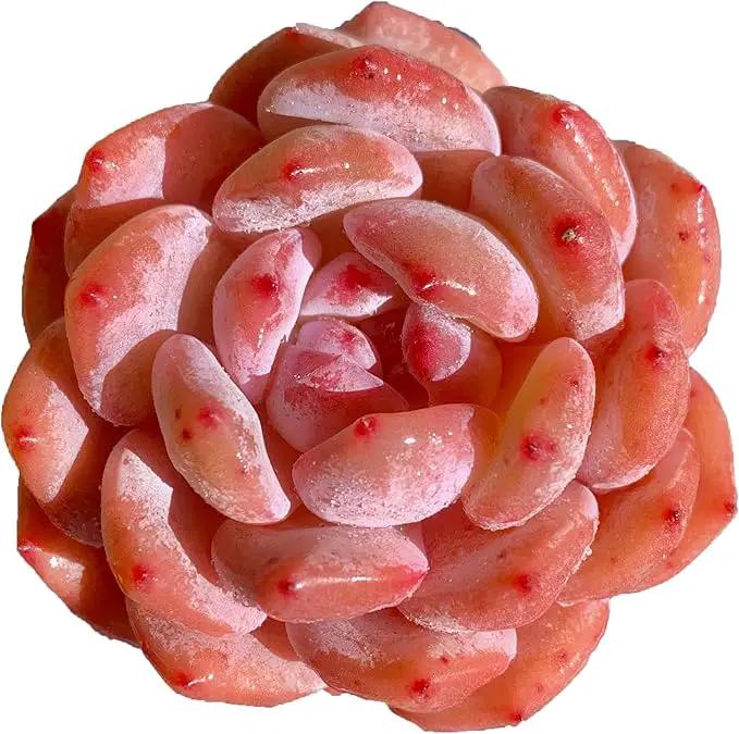 FWPP Live Succulents Plants Echeveria Snow Angel 2.5 inches,Rare red Succulents Bare Root Without Pot Soil, Live Plants Indoor Office Decoration Wedding and Gift by GreenHaven Gardens