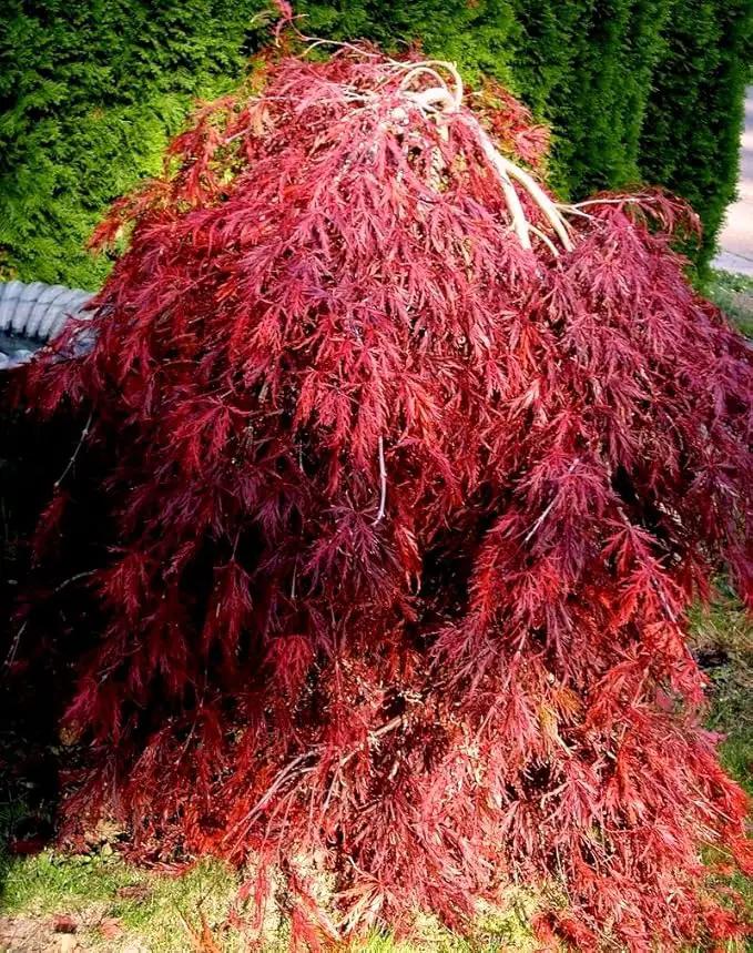 Red Dragon Weeping Lace Leaf Japanese Maple 2 - Year Live Plant by GreenHaven Gardens