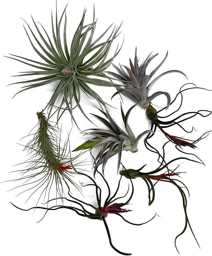 Air Plants - Venner Gift Box Large 4" - 7ct - Live Arrival Guaranteed - House Plants for Home Decor & Gift by GreenHaven Gardens