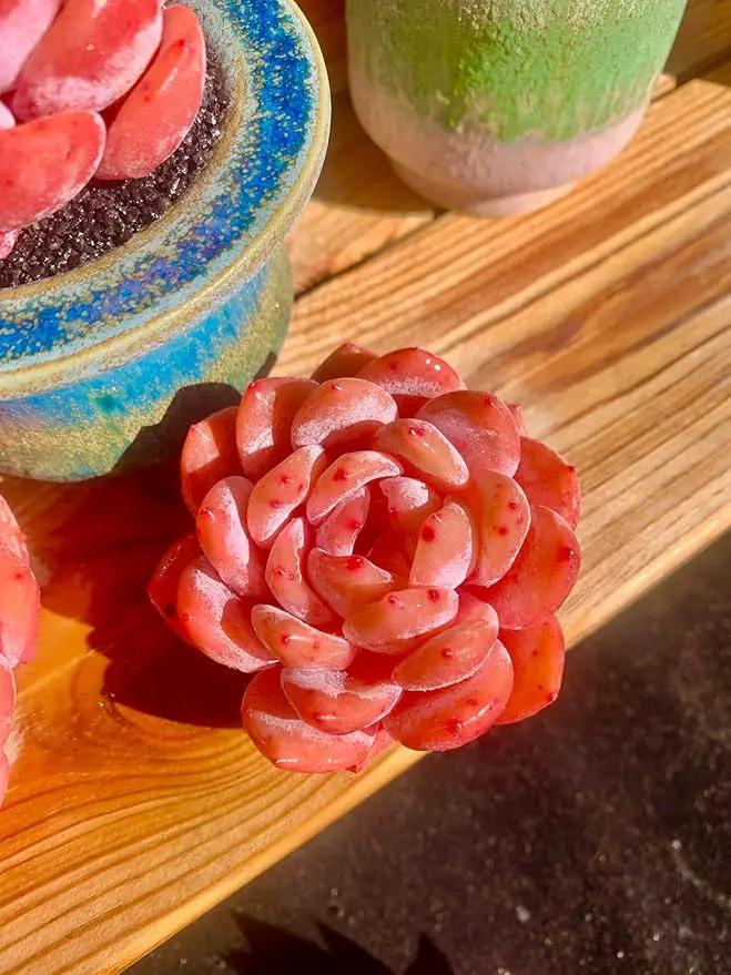 FWPP Live Succulents Plants Echeveria Snow Angel 2.5 inches,Rare red Succulents Bare Root Without Pot Soil, Live Plants Indoor Office Decoration Wedding and Gift by GreenHaven Gardens