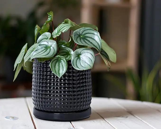 D'vine Dev Set of 2 Ceramic Plants Pots, 6 Inch Beaded Stoneware Flower Pot for Plants with Drainage Hole and Saucer, Glossy Black, 27-E-X-2 by GreenHaven Gardens