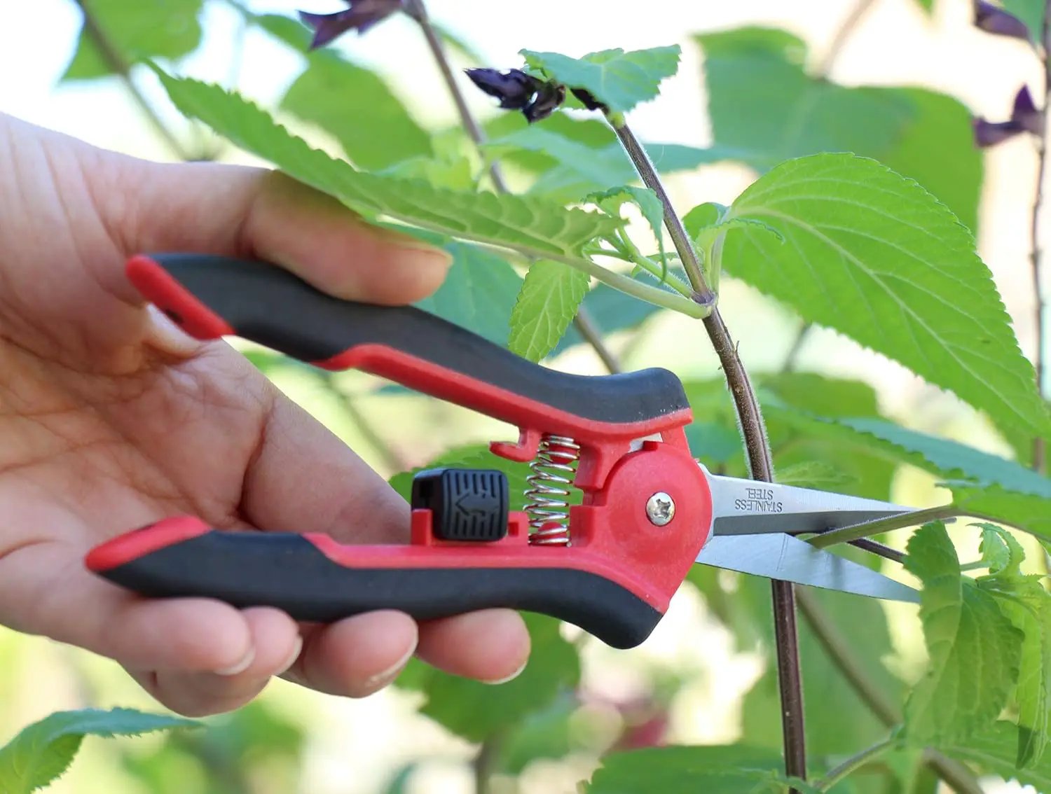TABOR TOOLS 2-Pack Micro-Tip Pruners with Straight Blades and Fine Tip, Florist Scissors, Garden Snips with Stainless-Steel Non-Stick Precision Blades (2 Pack) (K27A) by GreenHaven Gardens
