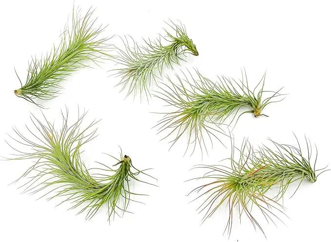 Air Plants - Tillandsia Funckiana, Large 5" - 5ct - Live Arrival Guaranteed - House Plants for Home Decor & Gift by GreenHaven Gardens