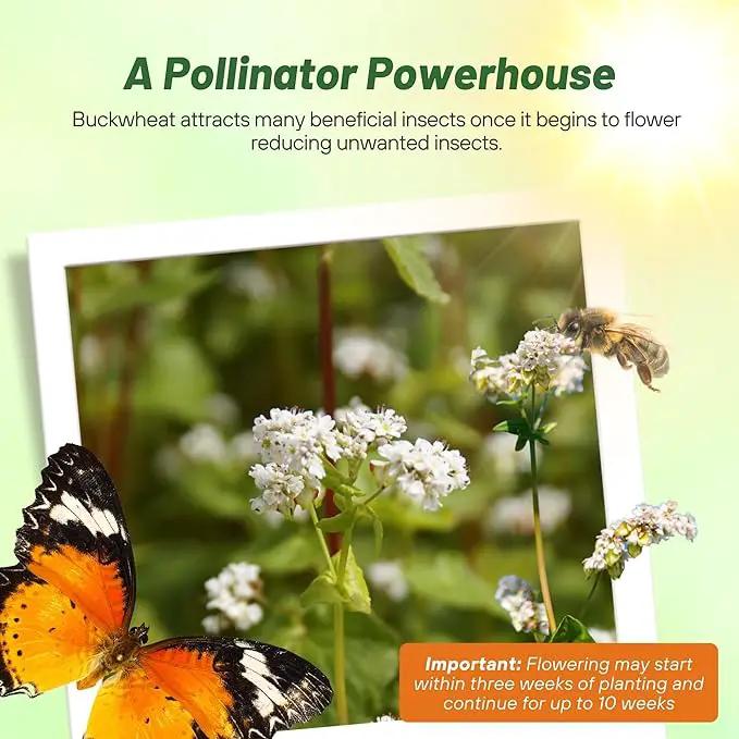 Outsidepride Buckwheat Seeds - 10lbs Annual, Fast-Growing, Easy to Grow Buckwheat Cover Crop Seeds for Green Manure, Bee Pasture & Pollinators, Wildlife Habitat, Soil Improvement, and Erosion Control by GreenHaven Gardens