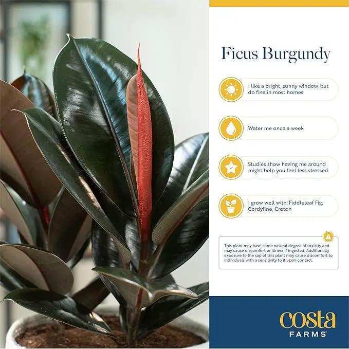 Costa Farms Burgundy Rubber Plant, Live Indoor Ficus Elastica Tree, Live Indoors Houseplant in Décor Planter Pot, Potting Soil Mix, Gift for Housewarming New House, Home or Office Decor, 2-3 Feet Tall by GreenHaven Gardens
