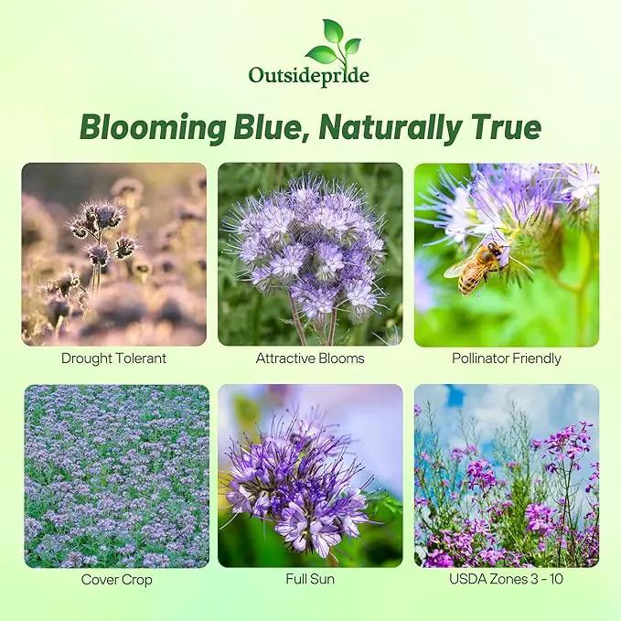 Outsidepride Lacy Phacelia Seeds for Planting - 5 Lbs. Annual, Drought-Tolerant Wildflower Seeds with Light Violet Flowers, Ideal for Pollinator Gardens, Erosion Control, & Attracts Bees & Butterflies by GreenHaven Gardens