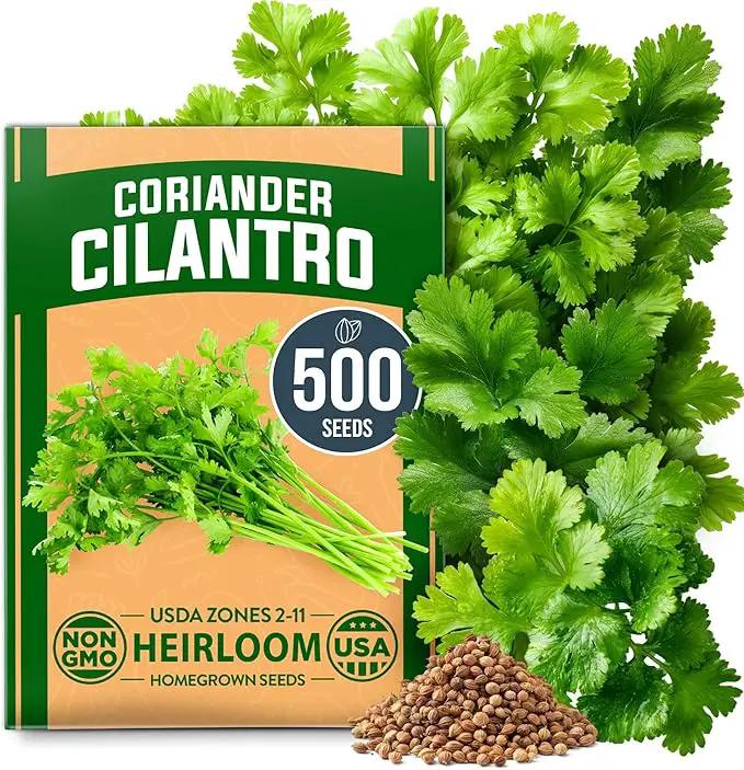 HOME GROWN 𝗨𝗦𝗔 𝗣𝗥𝗘𝗠𝗜𝗨𝗠 500+ Cilantro Seeds for Planting Indoors or Outdoors - Heirloom 𝗡𝗢𝗡-𝗚𝗠𝗢 Coriander Seeds, Grow Your Own Cilantro Plant - Culinary Herb Seeds for Your Herb Garden by GreenHaven Gardens