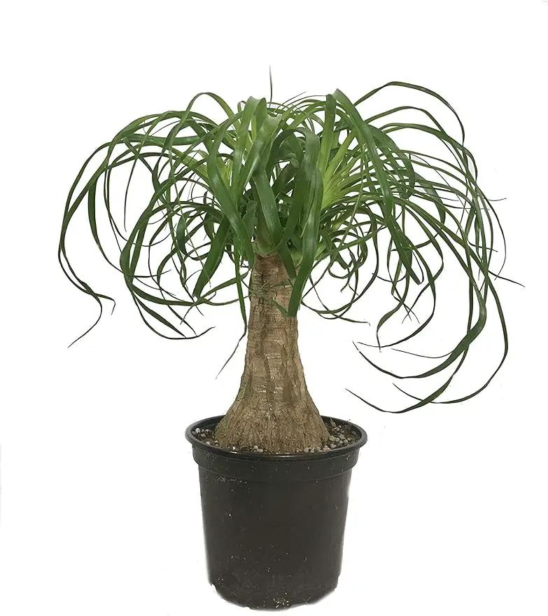 Ponytail Palm - 5 Live Plants in 6 Inch Growers Pots - Beaucarnea Recurvata - Beautiful Clean Air Indoor Succulent Houseplant by GreenHaven Gardens